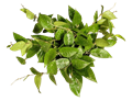 6" Hoya Latifolia "Dinner Plate"